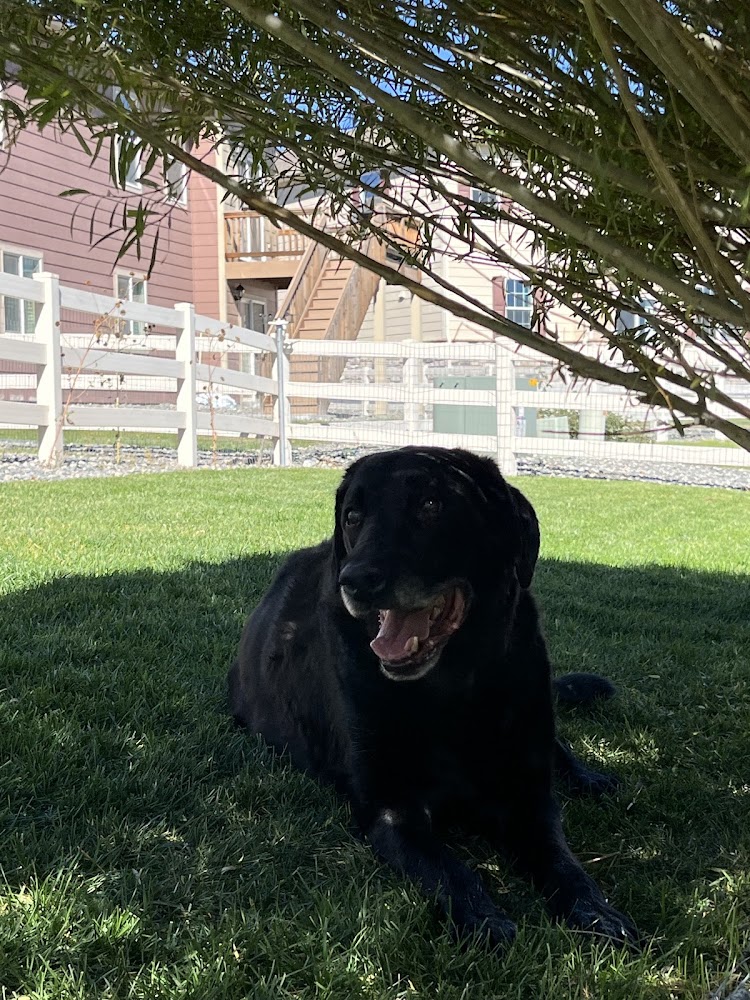 Heartstrings Pet Hospice, In-Home Euthanasia & Aftercare - Denver