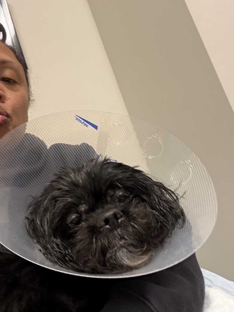 Eye Specialists for Animals