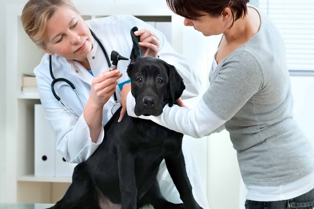 True Companions Veterinary Clinic