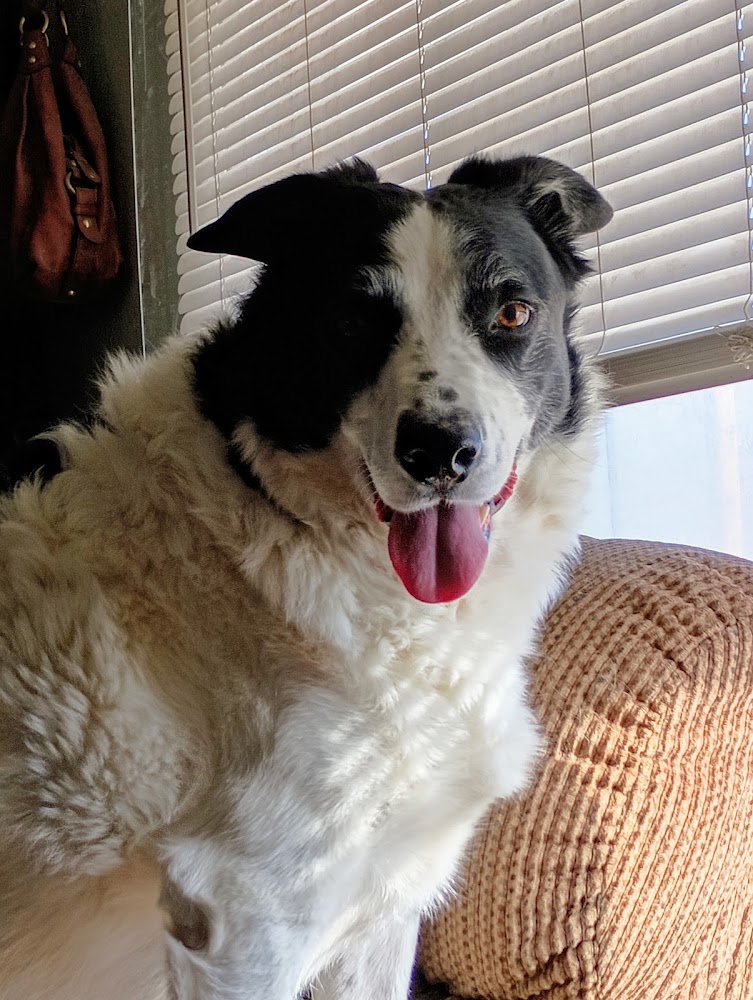 CodaPet - At Home Pet Euthanasia