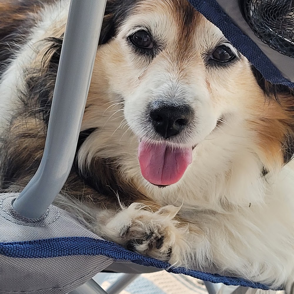 Lakewood Veterinary Hospital