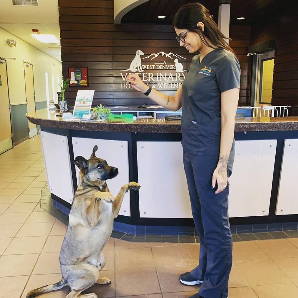 West Denver Veterinary Hospital & Wellness