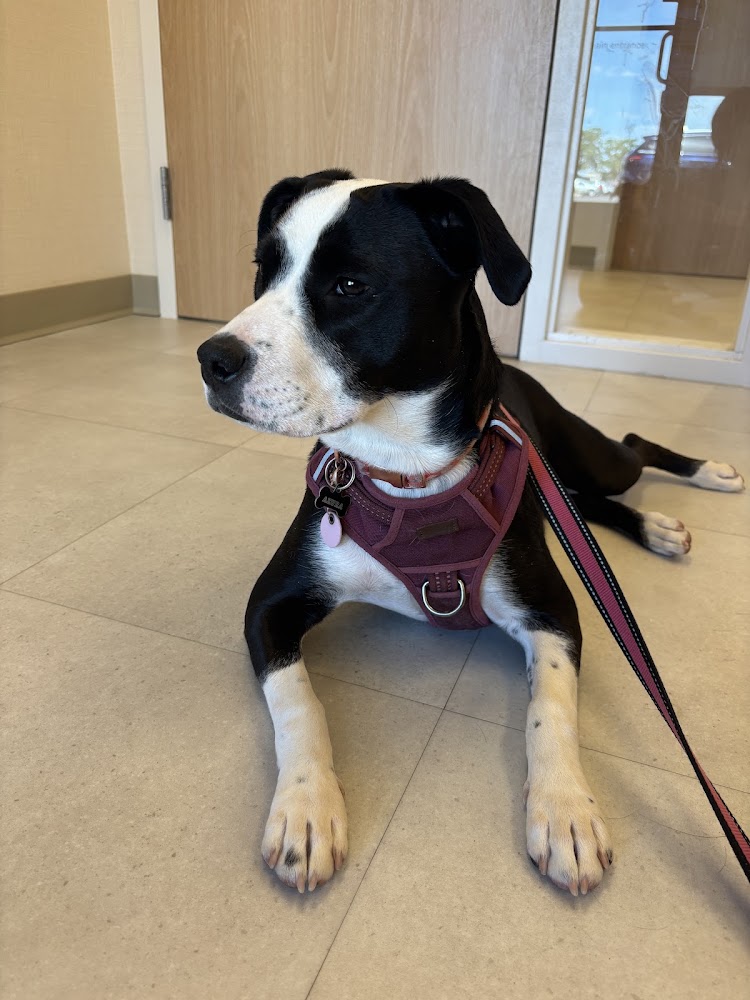 Chewy Vet Care Littleton