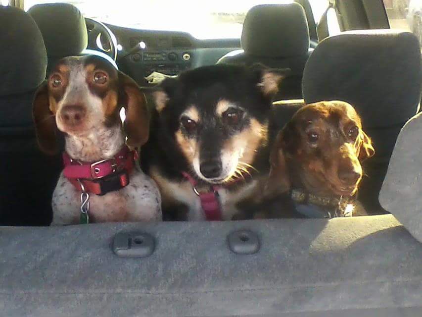 All Brick Veterinary Clinic LLC