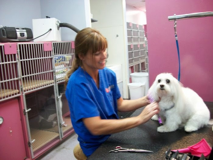 VCA Orchard Animal Hospital