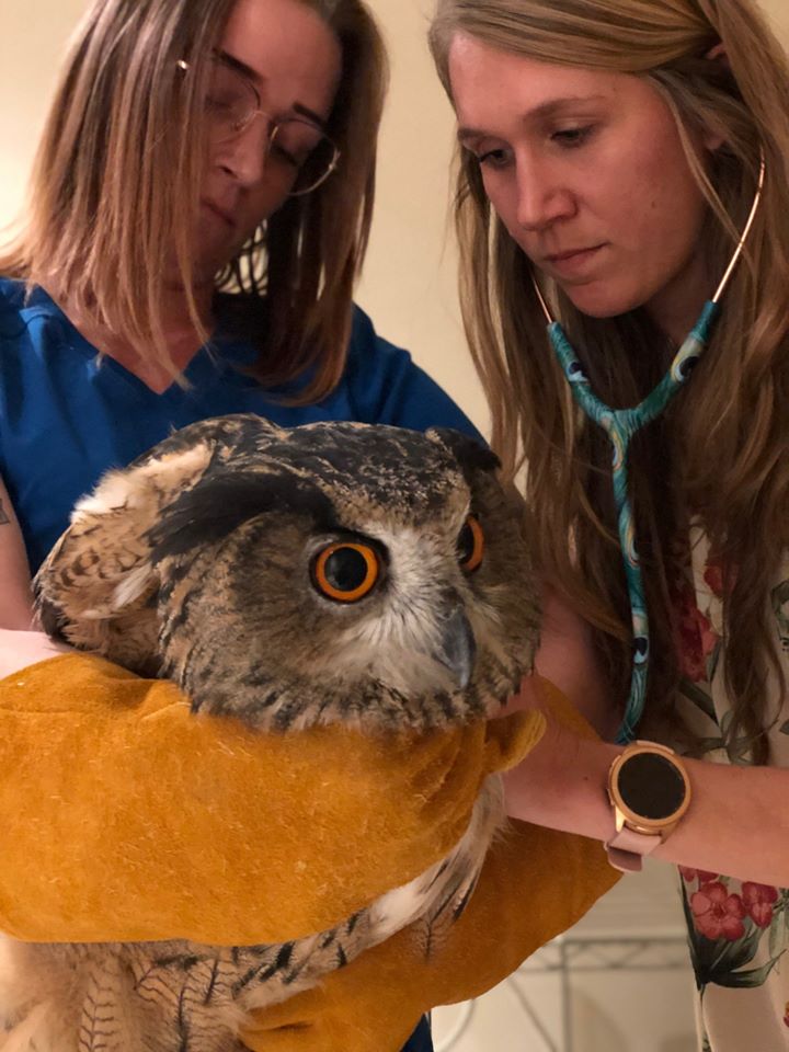 VIDA Veterinary Care - Denver